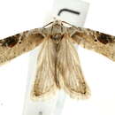 Imagem de <i>Agonopterix alstromeriana</i>