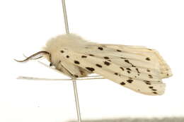 Image of white ermine