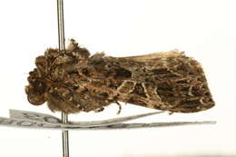 Image of the lychnis