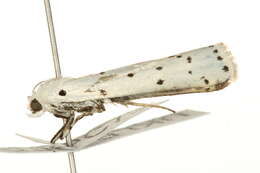 Image of Thistle Ermine