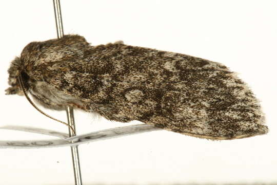 <i>Subacronicta megacephala</i> resmi