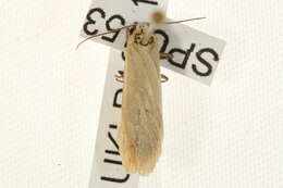 Image of orange footman