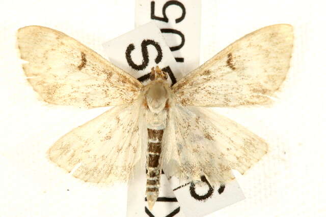 Image of Fenland Pearl