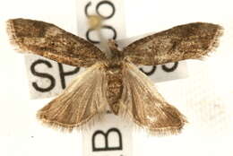 Image of Fenland Pearl
