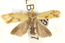 Image of Agapeta