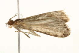 Image of Eudonia mercurella Linnaeus 1758