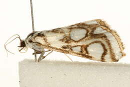 Image of <i>Nymphula nitidulata</i>