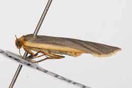 Image of common footman