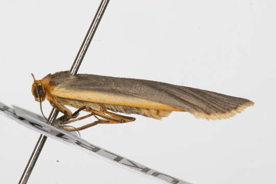 Image of common footman