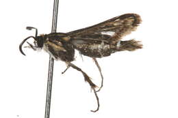 Image of <i>Pyropteron muscaeformis</i>