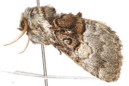 Image of nut-tree tussock