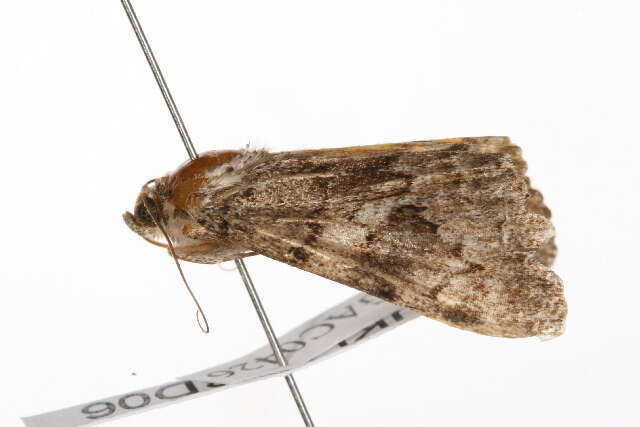 Image of oak yellow underwing