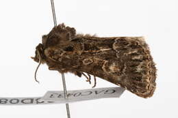 Image of straw underwing