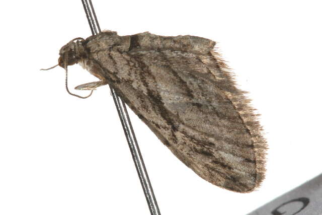 Слика од Eupithecia phoeniceata Rambur 1834