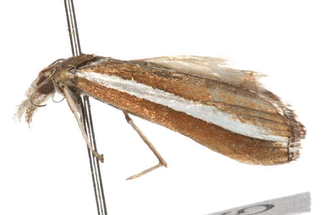 صورة <i>Agriphila latistria</i>