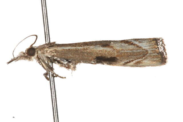 صورة <i>Agriphila geniculea</i>