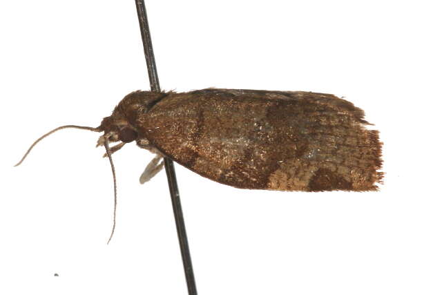 Image of barred fruit-tree tortrix