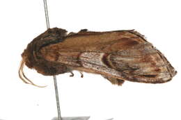 Image of <i>Notodonta ziczac</i>