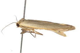 Image of dingy footman