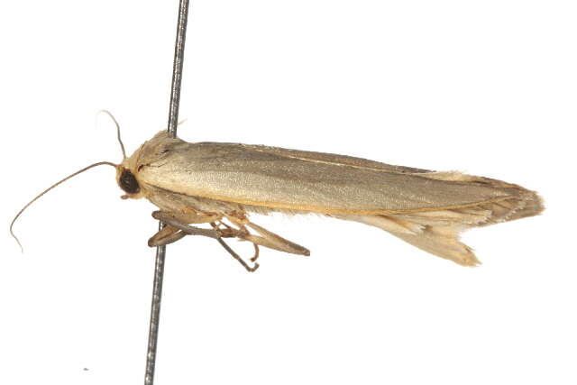 Image of dingy footman