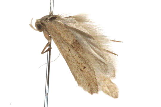 Image of Blastobasis decolorella Wollaston 1858