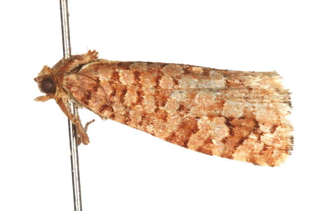 Image of Lozotaeniodes