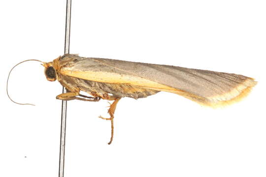 Image of scarce footman