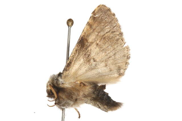 Image of nut-tree tussock