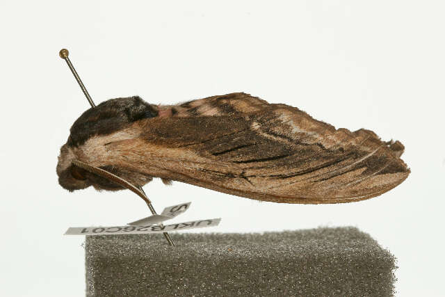 Image of privet hawk-moth