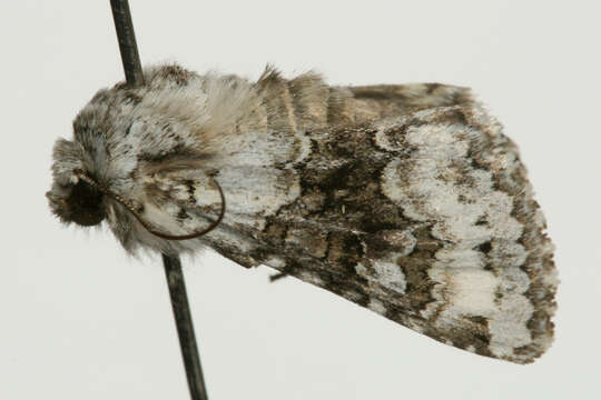 Image of broad-barred white