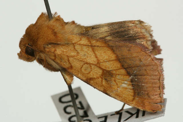 Image of bordered sallow