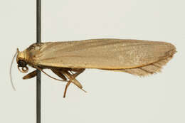 Image of dingy footman