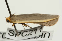 Image of common footman