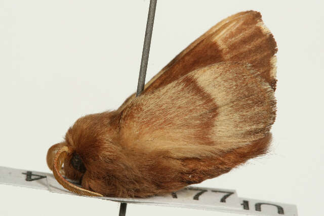 Image of lackey moth