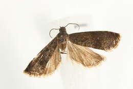 Image of Moth