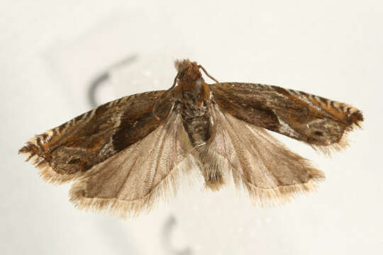 Image of Moth