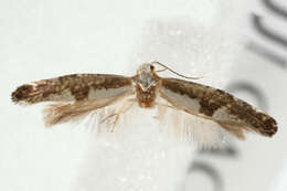 Imagem de <i>Argyresthia spinosella</i>