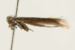 صورة Coleophora juncicolella Stainton 1851