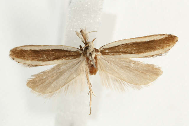 Image of Juniper webworm