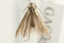 Imagem de Coleophora trochilella Duponchel 1842