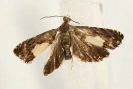 Image of Pammene regiana Zeller 1849