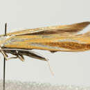 Image of Coleophora vibicella