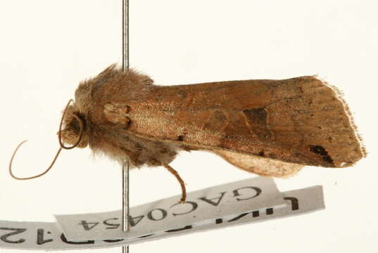 Agrochola litura Linnaeus 1761 resmi