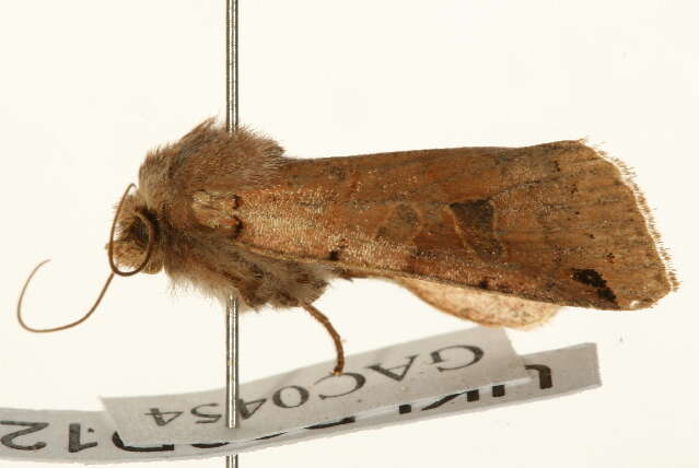 Agrochola litura Linnaeus 1761 resmi