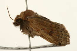 <i>Agrochola lunosa</i> resmi