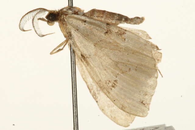 Colostygia pectinataria Knoch 1781 resmi