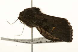 Image of black rustic