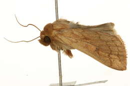 Image of <i>Mythimna vitellina</i>