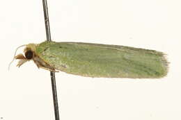 Image of green oak tortrix