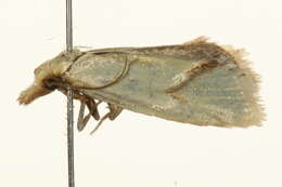 Image of Agapeta